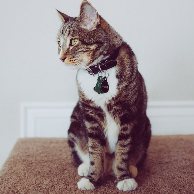 Online pet shop Johannesburg
