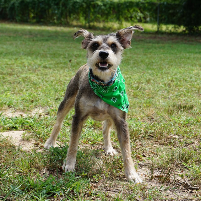 Clothing for dogs